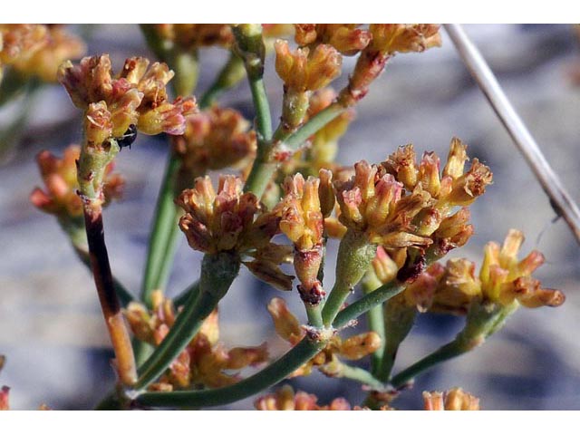 Eriogonum brevicaule var. brevicaule (Shortstem buckwheat) #50798