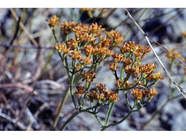 Eriogonum brevicaule var. brevicaule (Shortstem buckwheat) #50799