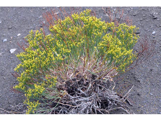 Eriogonum brevicaule var. brevicaule (Shortstem buckwheat) #50810