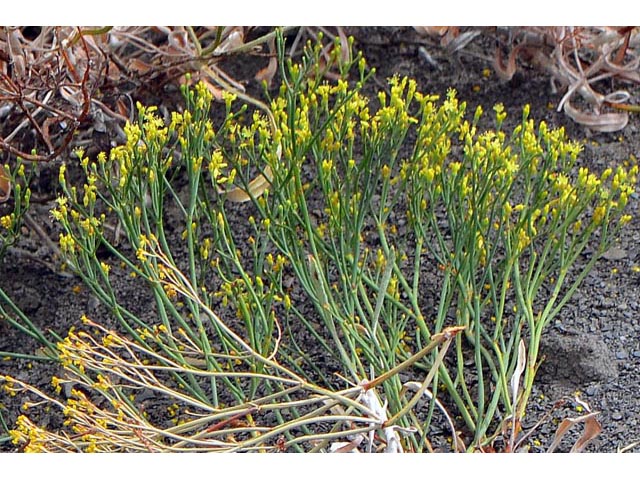 Eriogonum brevicaule var. brevicaule (Shortstem buckwheat) #50814