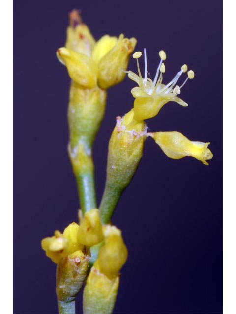 Eriogonum brevicaule var. brevicaule (Shortstem buckwheat) #50816