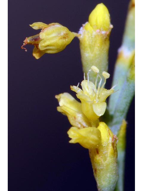 Eriogonum brevicaule var. brevicaule (Shortstem buckwheat) #50817