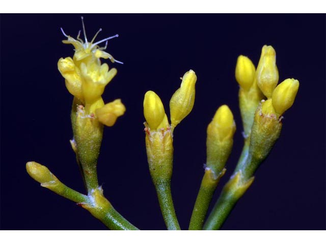 Eriogonum brevicaule var. brevicaule (Shortstem buckwheat) #50820