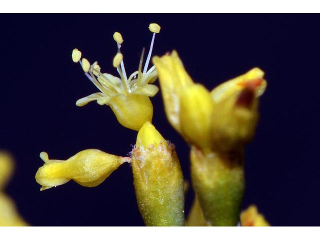 Eriogonum brevicaule var. brevicaule (Shortstem buckwheat) #50821