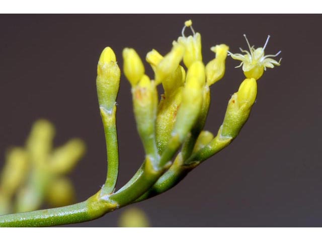 Eriogonum brevicaule var. brevicaule (Shortstem buckwheat) #50822