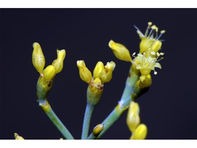Eriogonum brevicaule var. brevicaule (Shortstem buckwheat) #50823