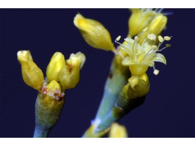 Eriogonum brevicaule var. brevicaule (Shortstem buckwheat) #50824
