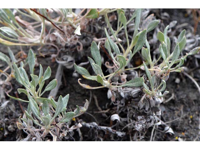 Eriogonum brevicaule var. brevicaule (Shortstem buckwheat) #50827