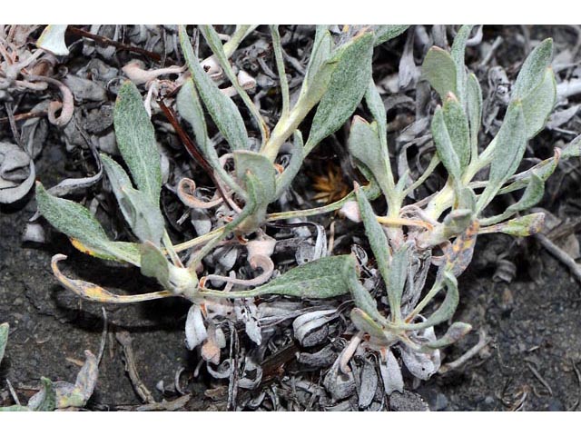 Eriogonum brevicaule var. brevicaule (Shortstem buckwheat) #50829