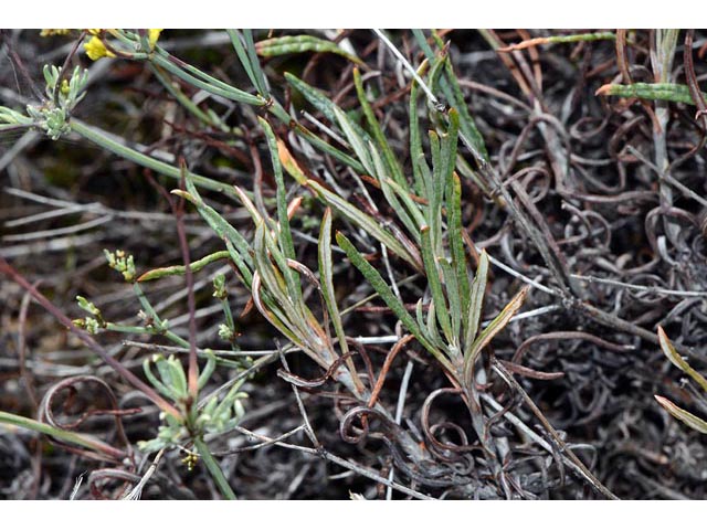Eriogonum brevicaule var. brevicaule (Shortstem buckwheat) #50845
