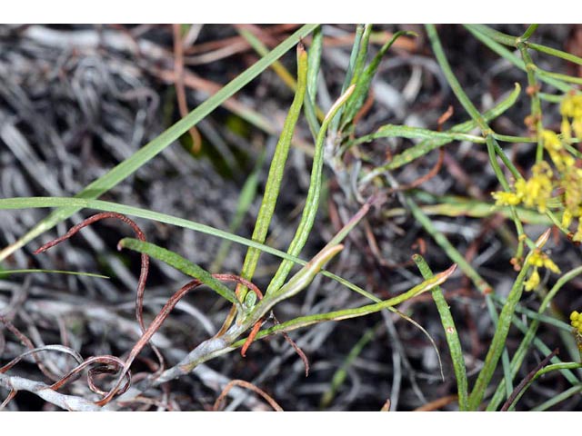 Eriogonum brevicaule var. brevicaule (Shortstem buckwheat) #50847