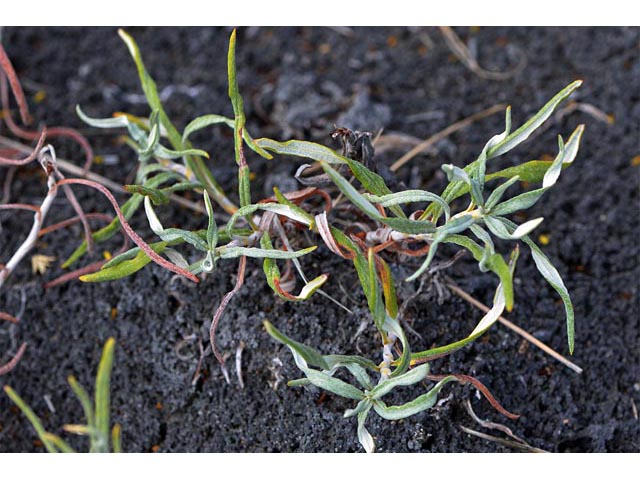 Eriogonum brevicaule var. brevicaule (Shortstem buckwheat) #50853