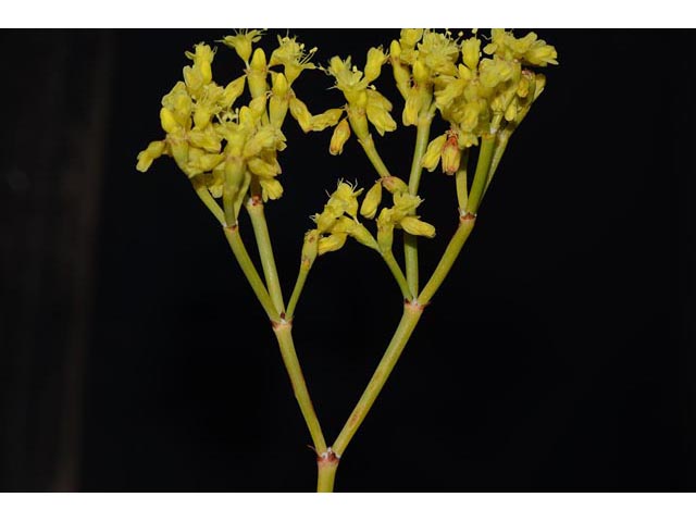 Eriogonum brevicaule var. brevicaule (Shortstem buckwheat) #50854