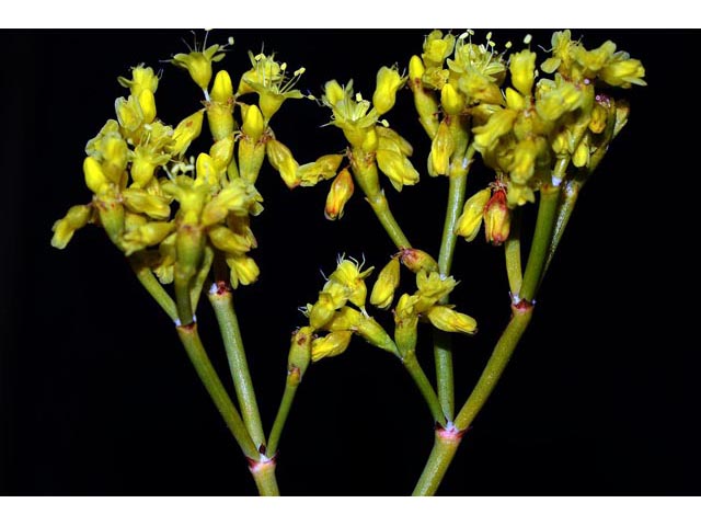 Eriogonum brevicaule var. brevicaule (Shortstem buckwheat) #50855