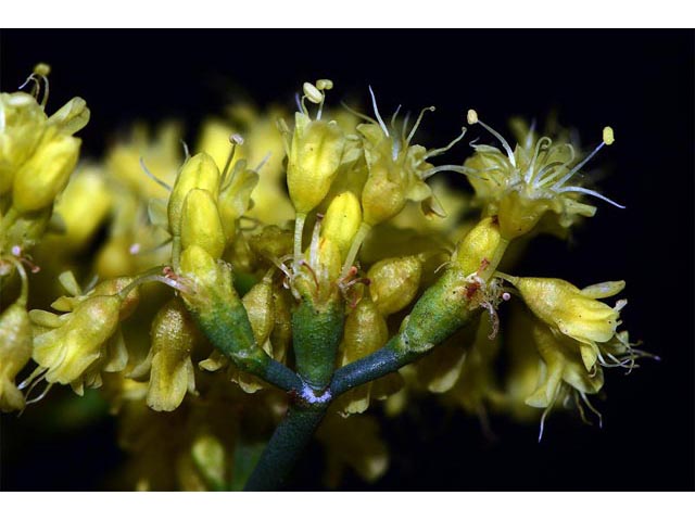 Eriogonum brevicaule var. brevicaule (Shortstem buckwheat) #50862