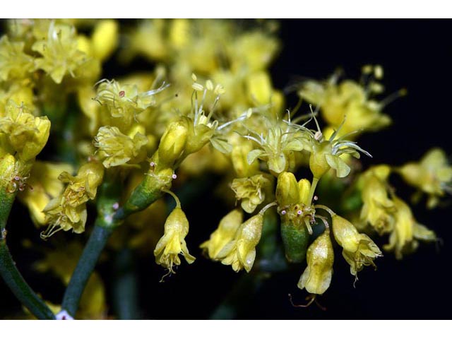 Eriogonum brevicaule var. brevicaule (Shortstem buckwheat) #50864