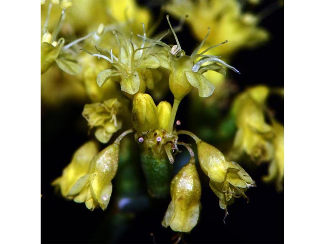 Eriogonum brevicaule var. brevicaule (Shortstem buckwheat) #50865