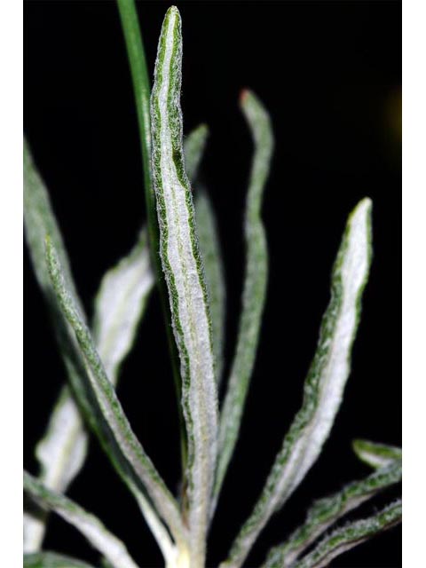 Eriogonum brevicaule var. brevicaule (Shortstem buckwheat) #50867