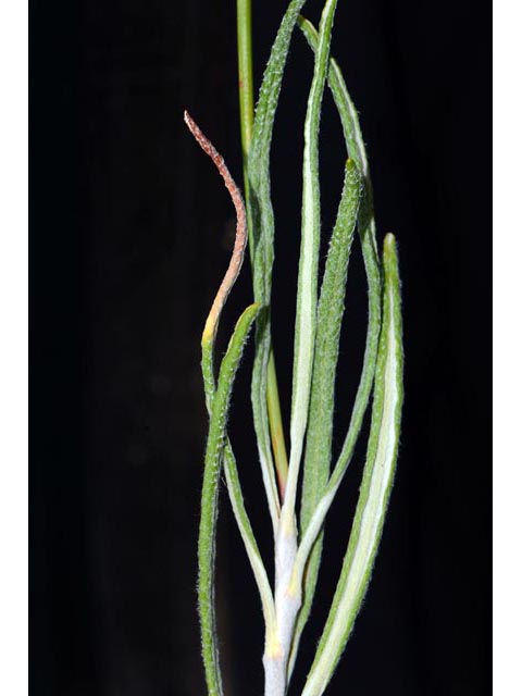 Eriogonum brevicaule var. brevicaule (Shortstem buckwheat) #50868