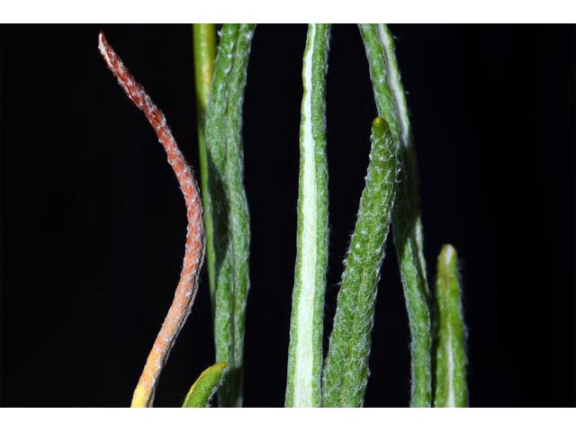 Eriogonum brevicaule var. brevicaule (Shortstem buckwheat) #50869