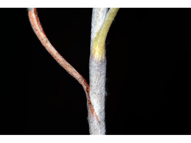 Eriogonum brevicaule var. brevicaule (Shortstem buckwheat) #50870