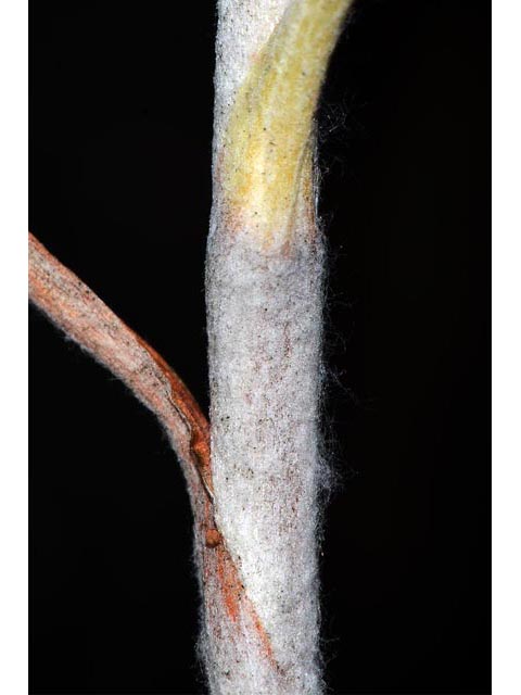 Eriogonum brevicaule var. brevicaule (Shortstem buckwheat) #50871