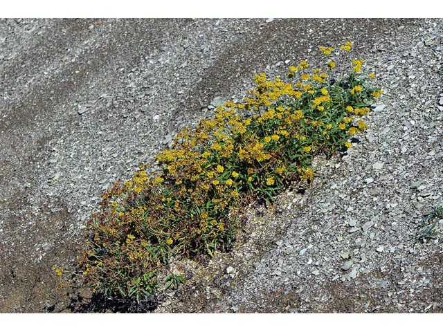 Eriogonum brevicaule var. laxifolium (Shortstem buckwheat) #50872