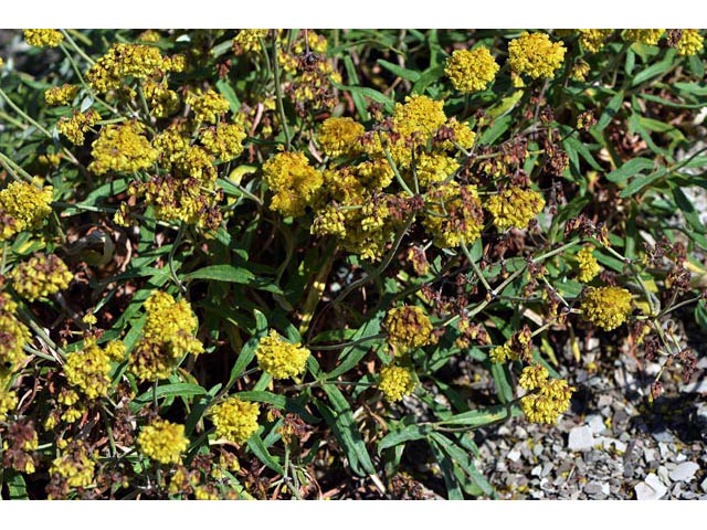 Eriogonum brevicaule var. laxifolium (Shortstem buckwheat) #50873