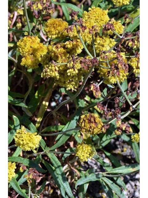 Eriogonum brevicaule var. laxifolium (Shortstem buckwheat) #50874
