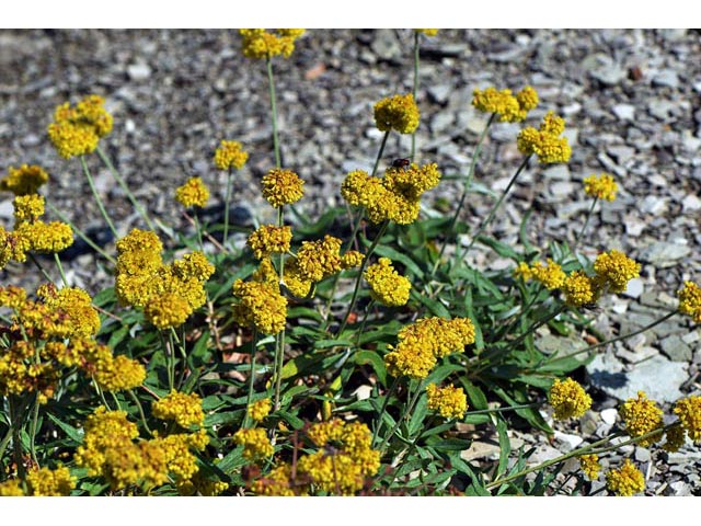 Eriogonum brevicaule var. laxifolium (Shortstem buckwheat) #50875