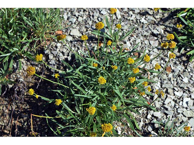 Eriogonum brevicaule var. laxifolium (Shortstem buckwheat) #50876