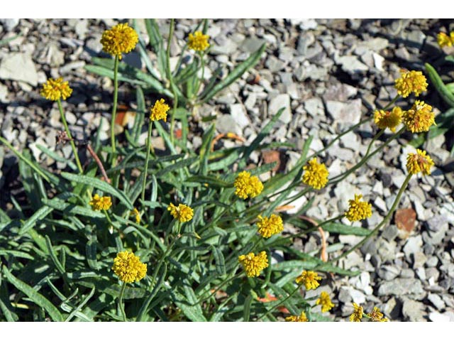 Eriogonum brevicaule var. laxifolium (Shortstem buckwheat) #50877