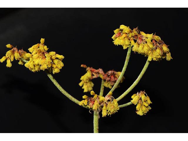Eriogonum brevicaule var. laxifolium (Shortstem buckwheat) #50878