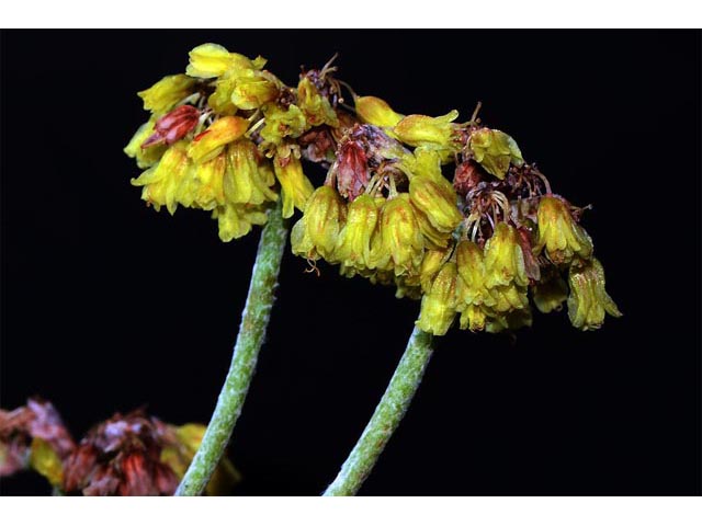Eriogonum brevicaule var. laxifolium (Shortstem buckwheat) #50879