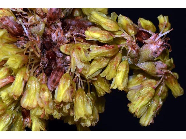 Eriogonum brevicaule var. laxifolium (Shortstem buckwheat) #50880