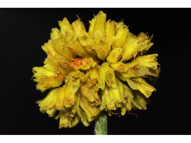 Eriogonum brevicaule var. laxifolium (Shortstem buckwheat) #50881