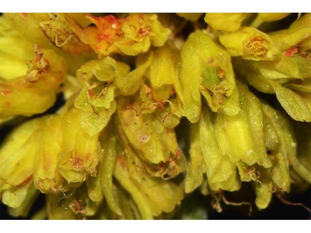 Eriogonum brevicaule var. laxifolium (Shortstem buckwheat) #50882