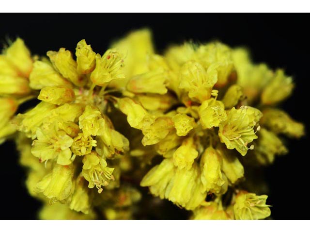 Eriogonum brevicaule var. laxifolium (Shortstem buckwheat) #50883