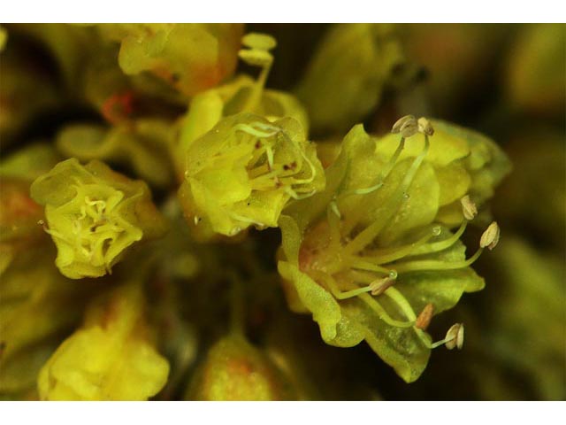 Eriogonum brevicaule var. laxifolium (Shortstem buckwheat) #50884
