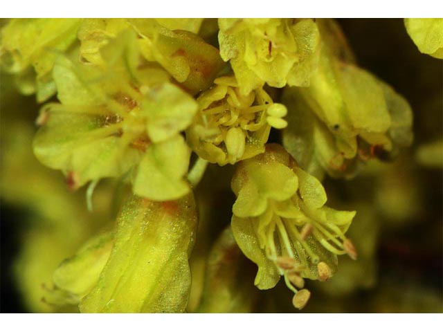Eriogonum brevicaule var. laxifolium (Shortstem buckwheat) #50885