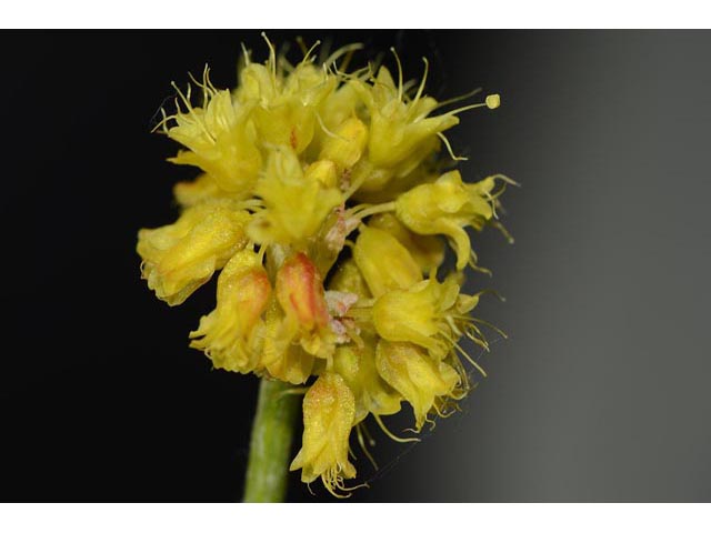 Eriogonum brevicaule var. laxifolium (Shortstem buckwheat) #50886