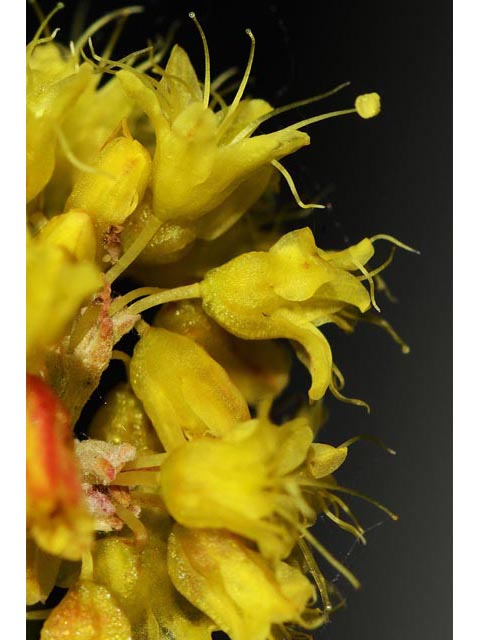 Eriogonum brevicaule var. laxifolium (Shortstem buckwheat) #50887