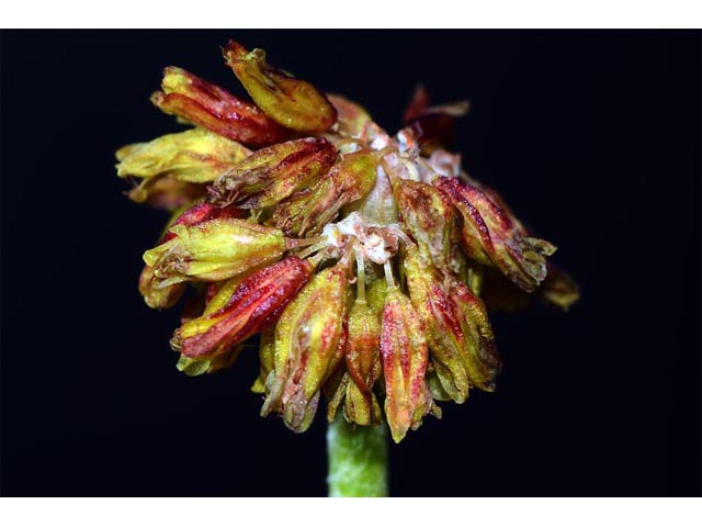 Eriogonum brevicaule var. laxifolium (Shortstem buckwheat) #50888