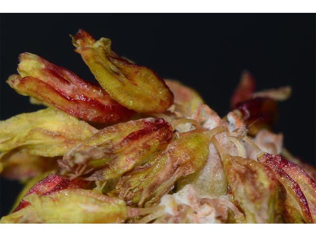 Eriogonum brevicaule var. laxifolium (Shortstem buckwheat) #50889