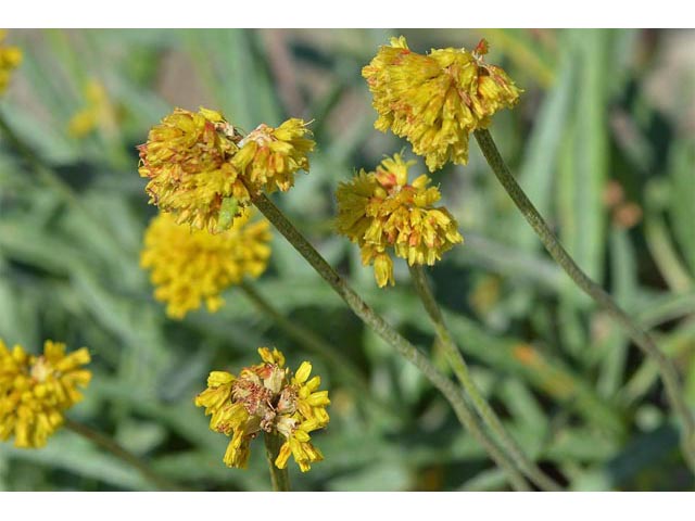 Eriogonum brevicaule var. laxifolium (Shortstem buckwheat) #50890