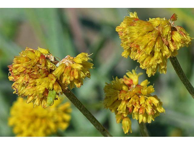 Eriogonum brevicaule var. laxifolium (Shortstem buckwheat) #50891