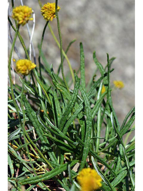 Eriogonum brevicaule var. laxifolium (Shortstem buckwheat) #50892