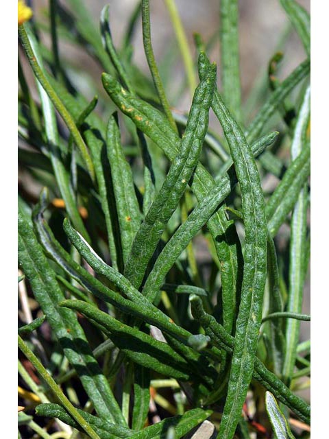 Eriogonum brevicaule var. laxifolium (Shortstem buckwheat) #50893