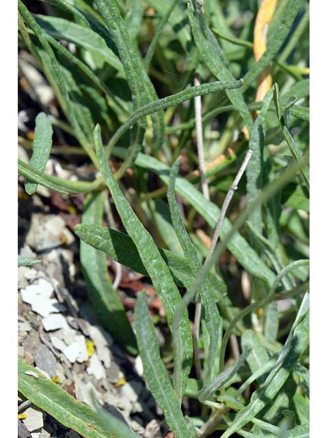 Eriogonum brevicaule var. laxifolium (Shortstem buckwheat) #50894