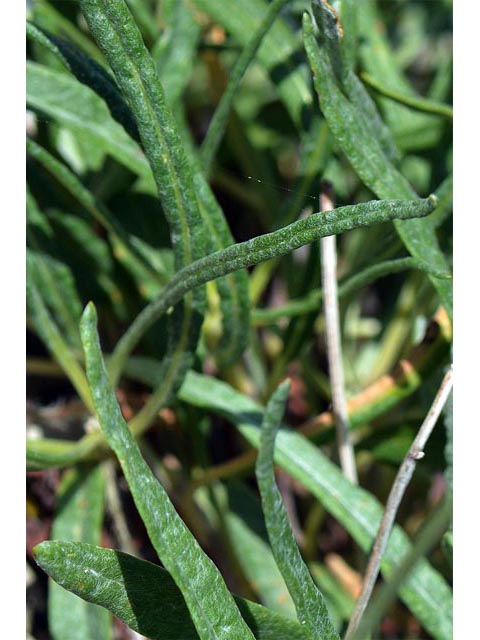 Eriogonum brevicaule var. laxifolium (Shortstem buckwheat) #50895